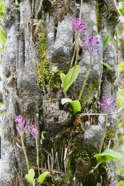 Cynorkis inermis .Arnottia mauritiana.orchidaceae.endémique Réunion Maurice. (1)