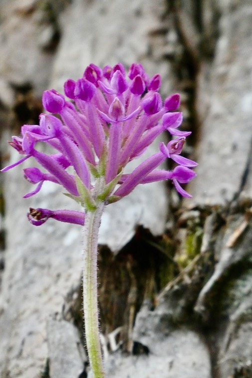 Cynorkis inermis.Arnottia mauritiana.orchidaceae;endémique Réunion Maurice.