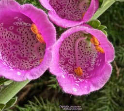 Digitalis purpurea. digitale pourpre.plantaginaceae.espèce envahissante.P1001364
