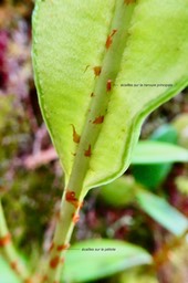 Elaphoglossum angulatum.Dryopteridaceae.indigène Réunion.