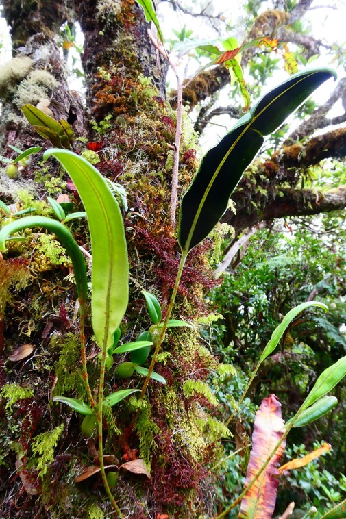 Elaphoglossum angulatum.Dryopteridaceae.indigène Réunion. (1)