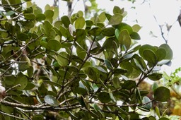 Eugenia buxifolia. bois de nèfles à petites feuilles.myrtaceae.endémique Réunion.