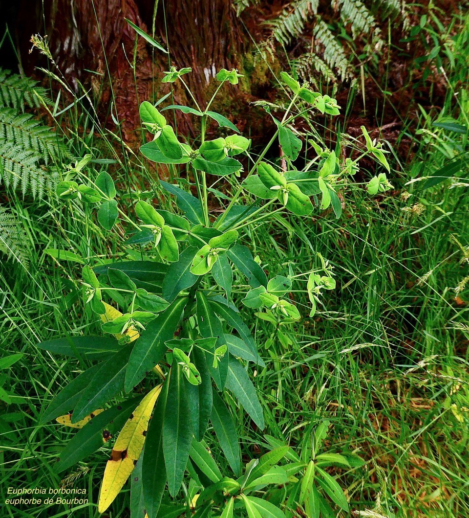 Euphorbia borbonica.euphorbe de Bourbon.euphorbiaceae.endémique Réunion.