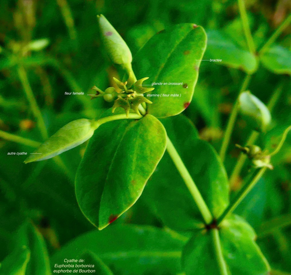 Euphorbia borbonica.euphorbe de Bourbon. ( cyathe )euphorbiaceae.endémique Réunion. (1)