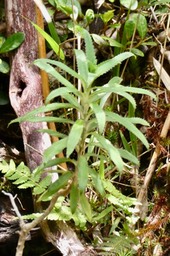 Heterochaenia ensifolia. campanulaceae.endémique Réunion.-1