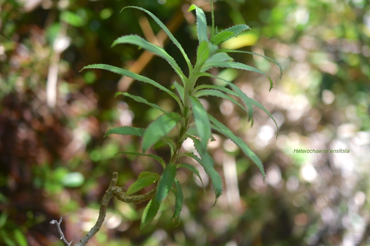 Heterochaenia ensifolia Campanulaceae Endémique La Réunion 6162