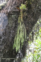Huperzia ophioglossoides.épaulette.Lycopodiaceae.indigène Réunion.