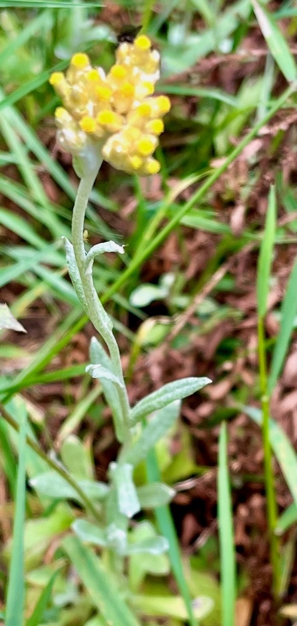 Laphangium luteoalbum.gnaphale blanc jaunâtre.immortelle marronne.asteraceae.potentiellement envahissante.