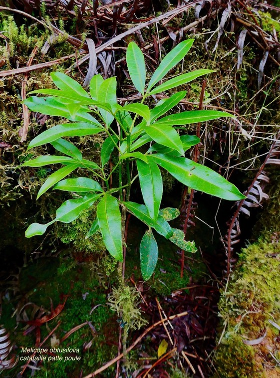 Melicope obtusifolia.catafaille patte poule.rutaceae.endémique Réunion Maurice.