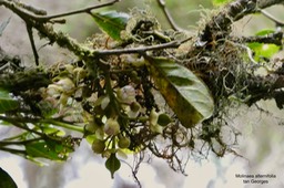 Molinaea alternifolia .tan Georges. sapindaceae.endémique Réunion Maurice. (1)