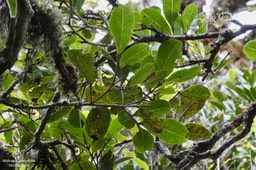 Molinaea alternifolia .tan Georges. sapindaceae.endémique Réunion Maurice. (3)