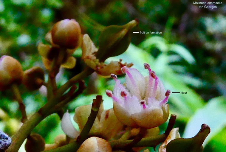 Molinaea alternifolia .tan Georges. sapindaceae.endémique Réunion Maurice. (2)