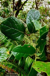 Monimia rotundifolia.mapou à grandes feuilles.monimiaceae. endémique Réunion. (1)