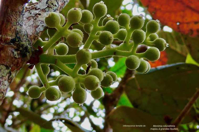 Monimia rotundifolia.mapou à grandes feuilles.( inflorescence femelle )monimiaceae. endémique Réunion.