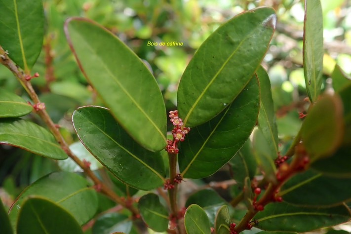Phyllanthus phillyreifolius Bois de cafrine Phyl lantaceae Endémique La Réunion, Maurice 04