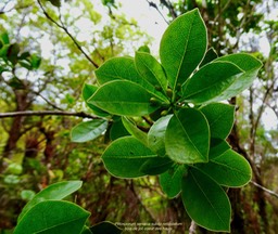 Pittosporum senacia subsp  reticulatum.bois de joli coeur des hauts. endémique Réunion. (1)