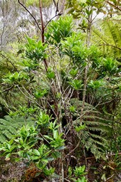 Pittosporum senacia subsp  reticulatum.bois de joli coeur des hauts. endémique Réunion.