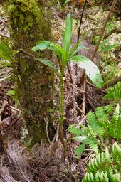 Psiadia laurifolia.bois de tabac.asteraceae.endémique Réunion.
