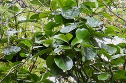Tambourissa crassa.bois de bombarde.bois de tambour.monimiaceae;endémique Réunion