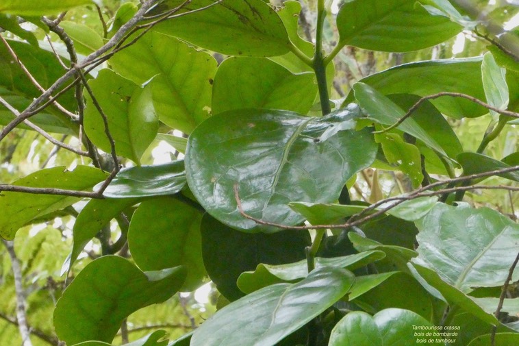 Tambourissa crassa.bois de bombarde.bois de tambour.monimiaceae;endémique Réunion (1)