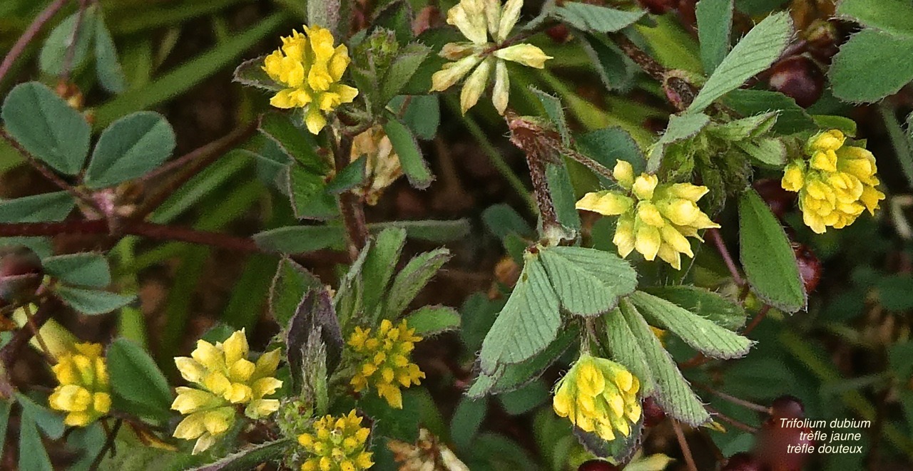 Trifolium dubium. trèfle jaune.trèfle douteux. fabaceae. espèce envahissante.P1001708