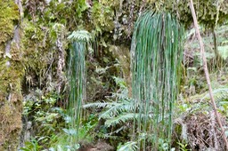 Vittaria isoetifolia.fougère ficelle.pteridaceae.indigène Réunion.