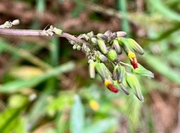 Youngia japonica.lastron bâtard .( inflorescence )asteraceae..espèce envahissante.