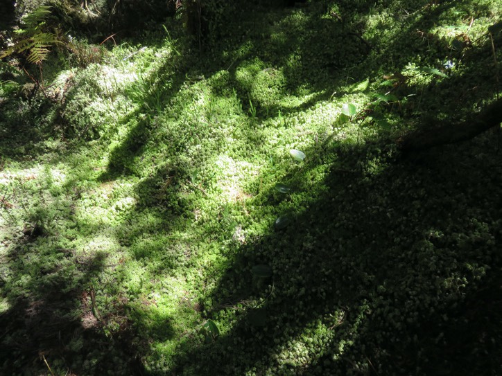 12. On discerne à paien sur le tapis de mousse des Cynorkis ridleyi - Ø - Orchidaceae - indigène Réunion IMG_2239.JPG