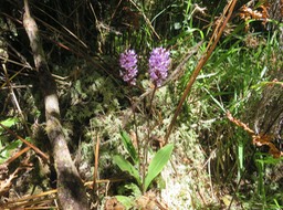 16. Cynorkis squamosa (Poir.) Lindl. - Ø - Orchidaceae - Endémique Réunion et île Maurice  IMG_2243.JPG