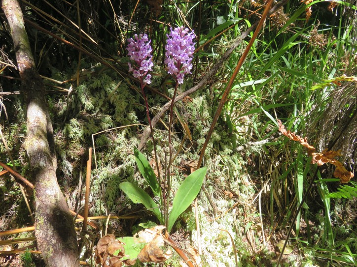 17. Cynorkis squamosa (Poir.) Lindl. - Ø - Orchidaceae - Endémique Réunion et île Maurice  IMG_2244.JPG