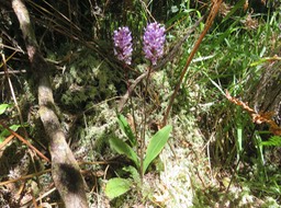 19. Cynorkis squamosa (Poir.) Lindl. - Ø - Orchidaceae - Endémique Réunion et île Maurice