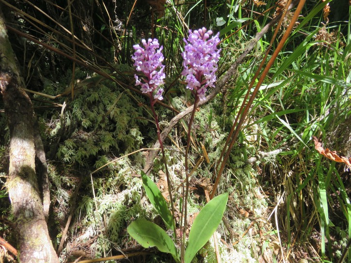 20. Cynorkis squamosa (Poir.) Lindl. - Ø - Orchidaceae - Endémique Réunion et île Maurice  IMG_2246.JPG