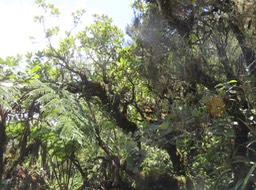 21. Très vieux Forgesia racemosa - Bois de Laurent Martin - Escalloniacée - B IMG_2250.JPG