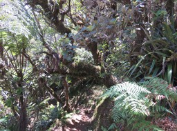 22. Bas du tronc du très vieux Forgesia racemosa - Bois de Laurent Martin - Escalloniacée - B  IMG_2251.JPG