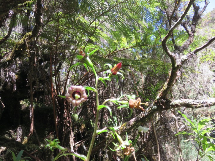 4. Heterochaenia ensifolia - Ø - Campanulaceae - endémique de La Réunion