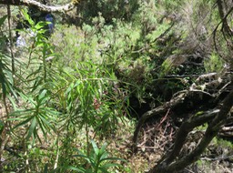 5. Heterochaenia ensifolia - Ø - Campanulaceae - endémique de La Réunion  IMG_2231.JPG