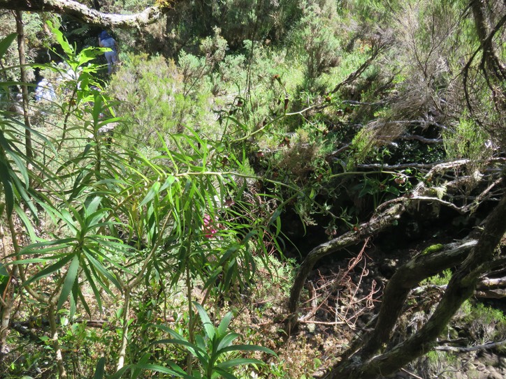 5. Heterochaenia ensifolia - Ø - Campanulaceae - endémique de La Réunion  IMG_2231.JPG