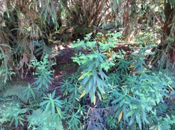 7. Euphorbia borbonica - - Euphorbiaceae -  endémique Réunion  IMG_2234.JPG