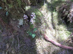 8. Cynorkis ridleyi - Ø - Orchidaceae - indigène Réunion  IMG_2235.JPG