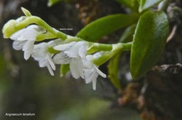 Angraecum tenellum .orchidaceae . indigène Réunion.P1021755