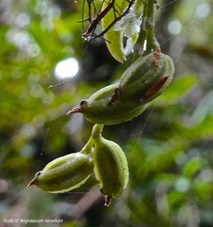 Angraecum tenellum.(fruits ) orchidaceae.indigène Réunion Madagascar ;P1021794