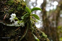 Angraecum tenellum.orchidaceae.indigène Réunion Madagascar.P1021749