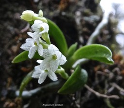 Angraecum tenellum.orchidaceae.indigène Réunion Madagascar.P1021752