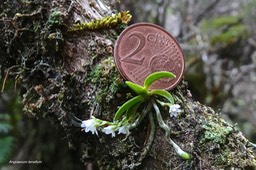 Angraecum tenellum.orchidaceae.indigène Réunion ;P1021773