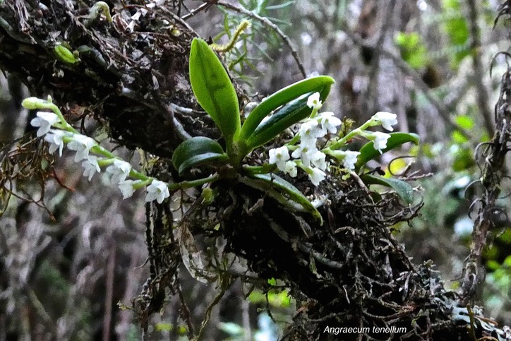 Angraecum tenellum.orchidaceae.indigène Réunion Madagascar.P1021785