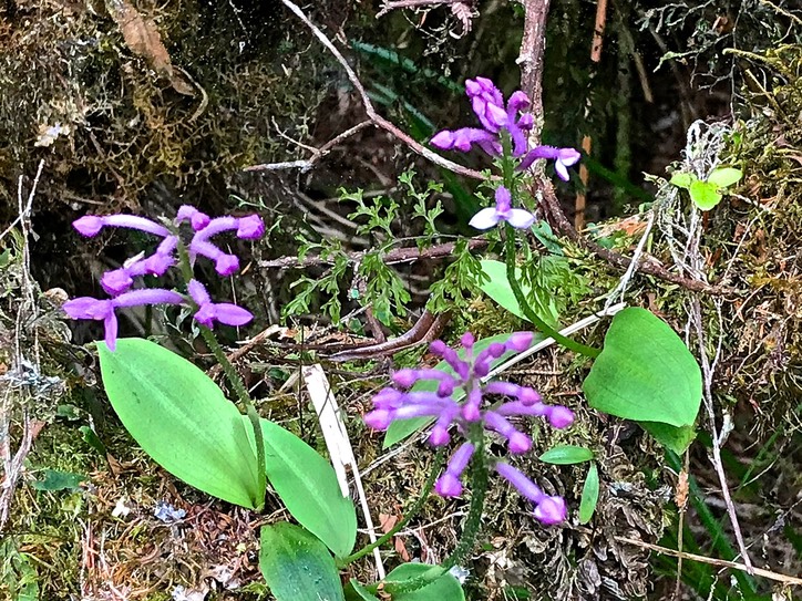 Arnottia mauritiana .Cynorkis inermis.orchidaceae.endémique Réunion Maurice.IMG_4199