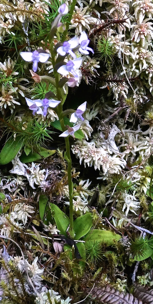 Cynorkis rosellata .orchidaceae .indigène Réunion.P1021814