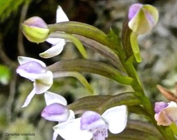 Cynorkis rosellata.orchidaceae.indigène Réunion.P1021836