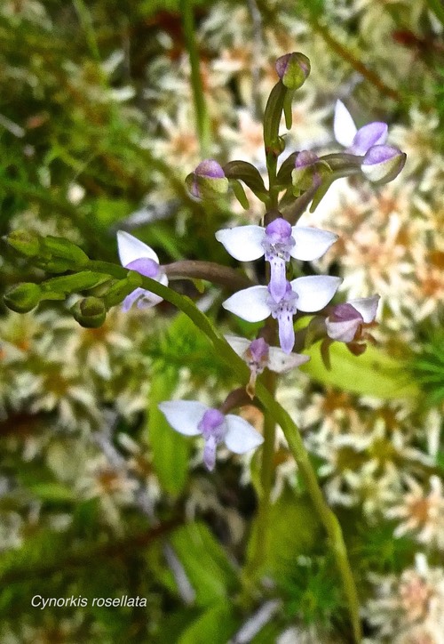 Cynorkis rosellata.orchidaceae.indigène Réunion.P1021830