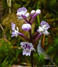 Cynorkis squamosa .orchidaceae.indigène Réunion.P1021717
